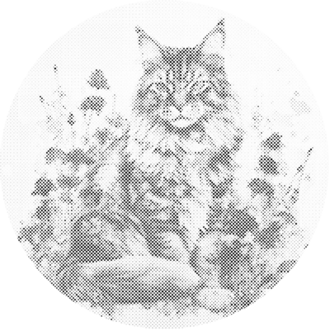 DOT Painting Cat with Flowers - Maine Coon 01