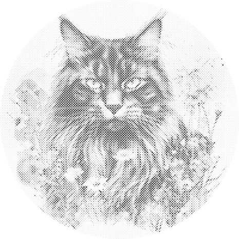 DOT Painting Kat met bloemen - Maine Coon 02