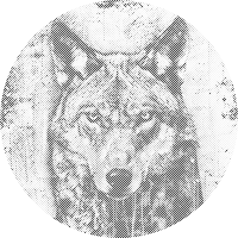 DOT Painting Tough Wolf