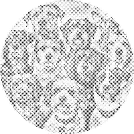 DOT Painting Dog family