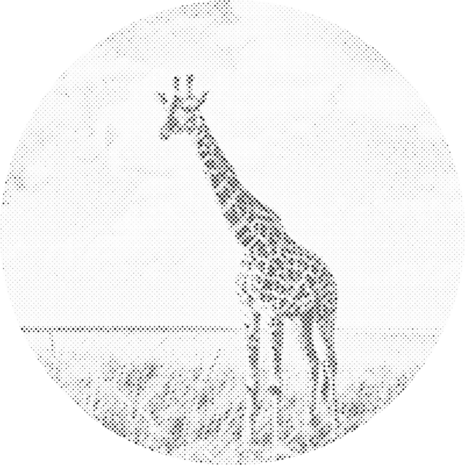 DOT Painting Girafe