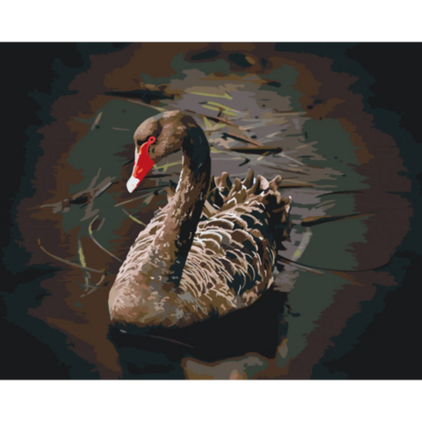 Peinture par numero Cygne noir