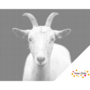 DOT Painting Goat