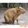 Schilderen op nummer Capybara