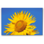 Diamond Painting Tournesol